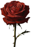 rose icon