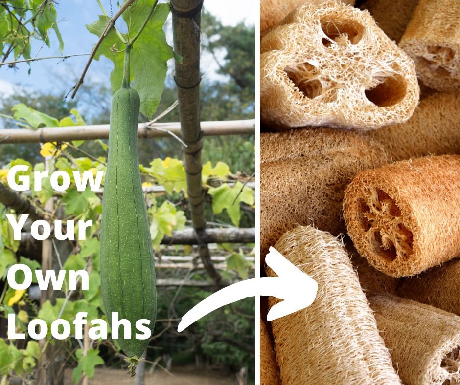 How to Grow a Loofah