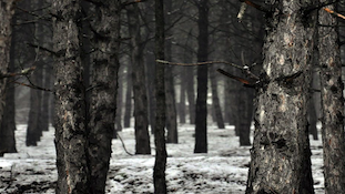 Circadian track download