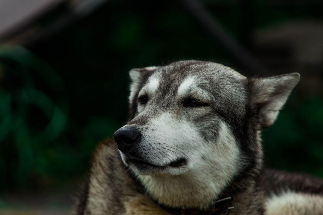 Dogs Learned Helplessness