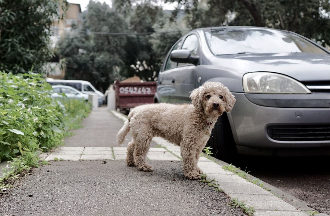 Stop My Dog Barking at Cars