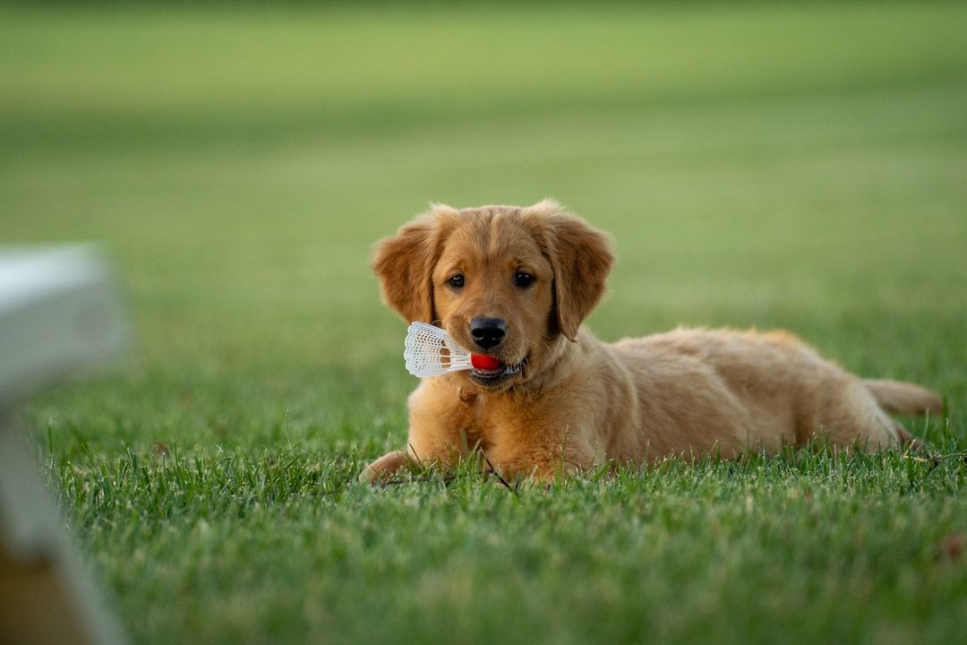 Should You Get A Puppy 