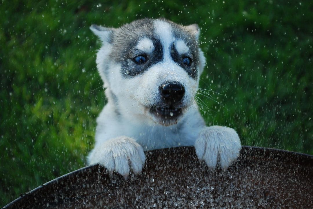 Understanding Dog Anxiety, Canine Fear, and Emotional Resilience: A ...