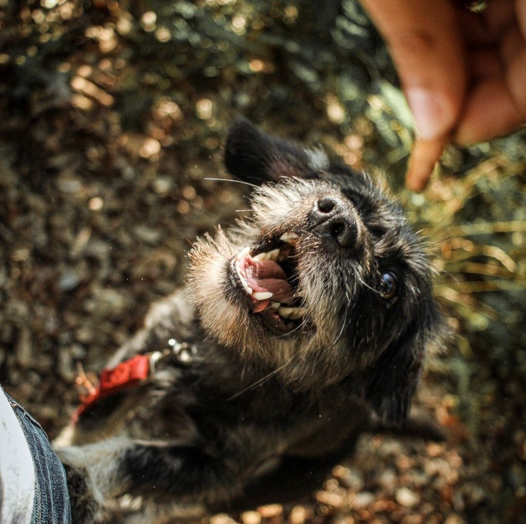 Canine Play Secrets - Be Better At Playing With Your Dog