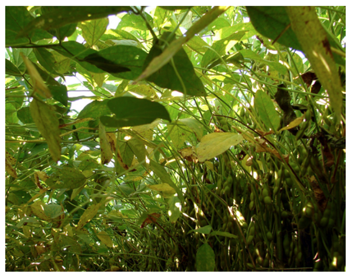 Soybean Rust Crash Course