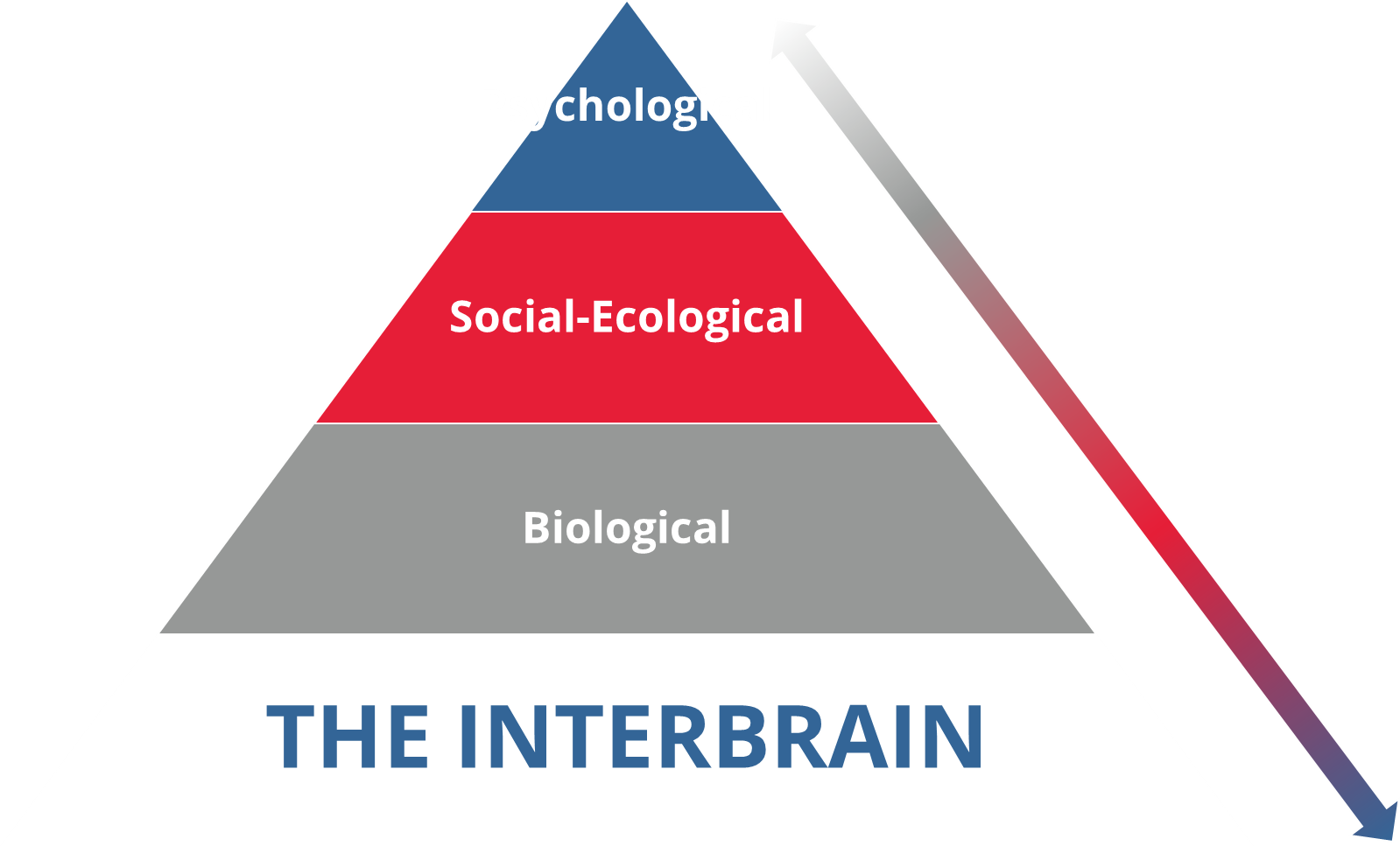 A pyramid with the interbrain as the foundation on which psychological, social-ecological and biological views of resilience rest