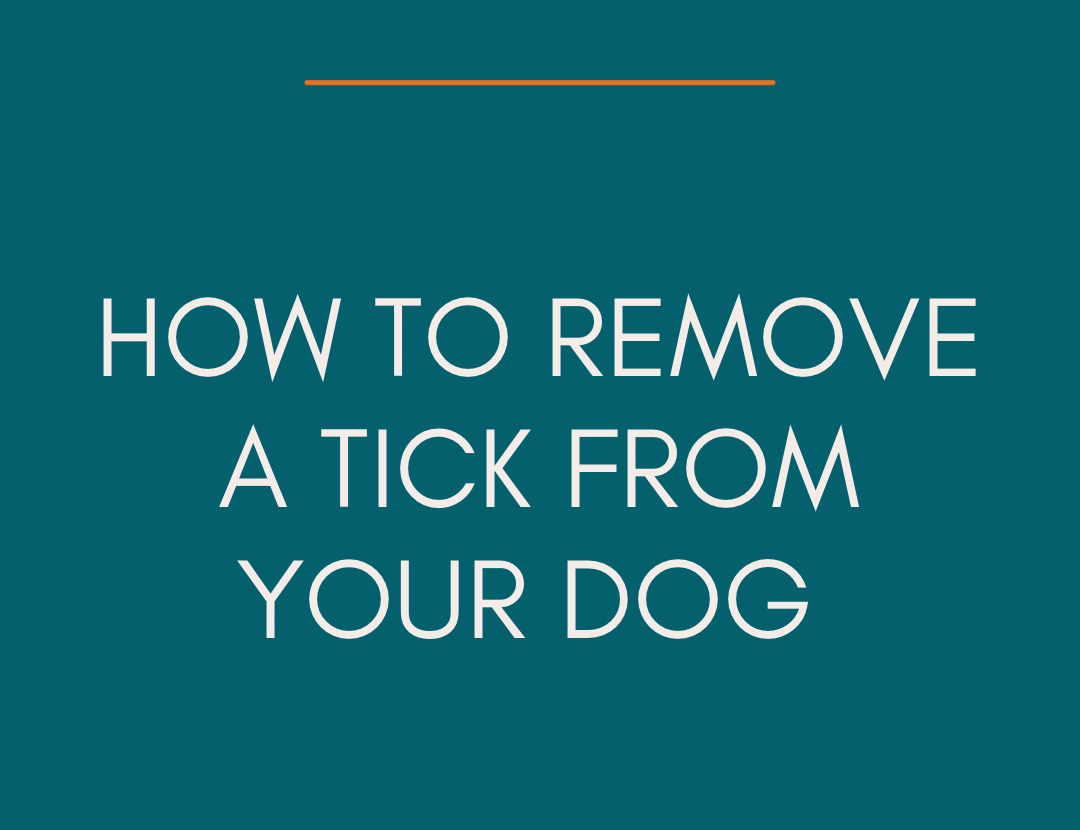 How To Remove A Tick From Your Dog   E78e0d397038c3d71c5af0931c950192 