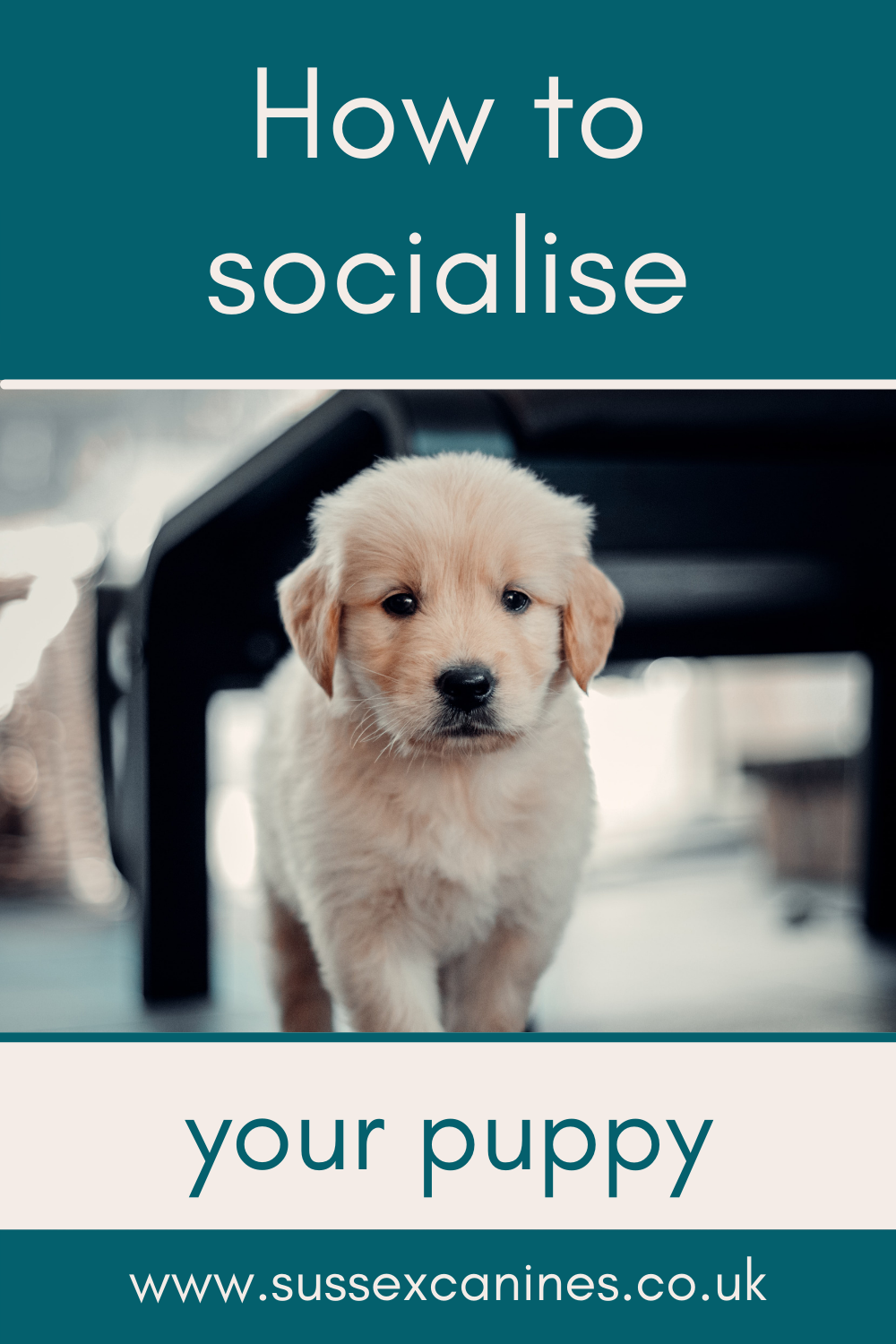 How to socialise your puppy