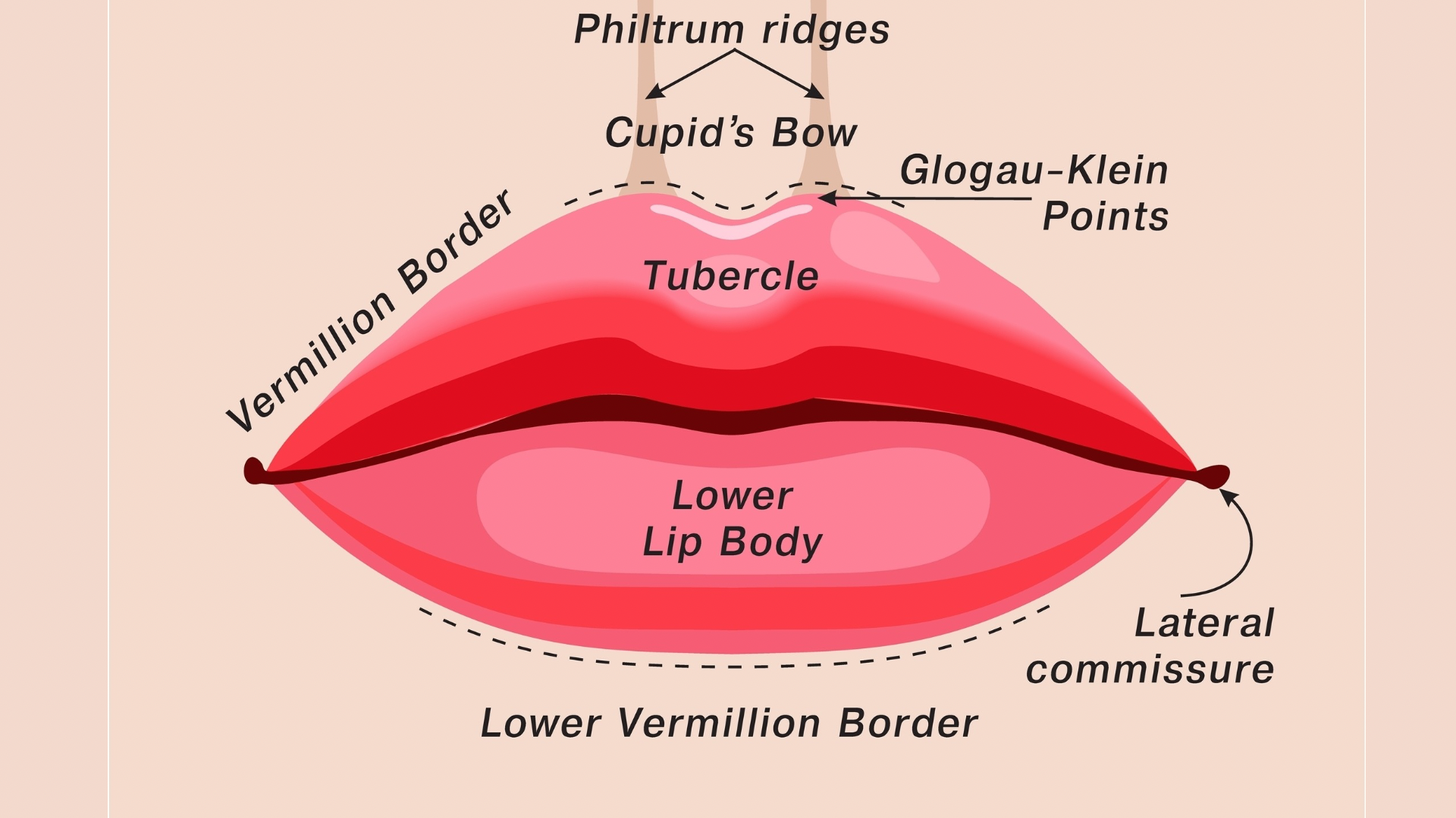 Understanding Lip Anatomy: Muscles, Structure and Ageing Changes in the ...