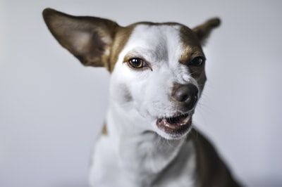 White and brown Terrier type dog curling lip