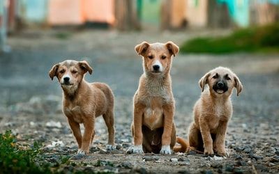 Three tan and white puppies