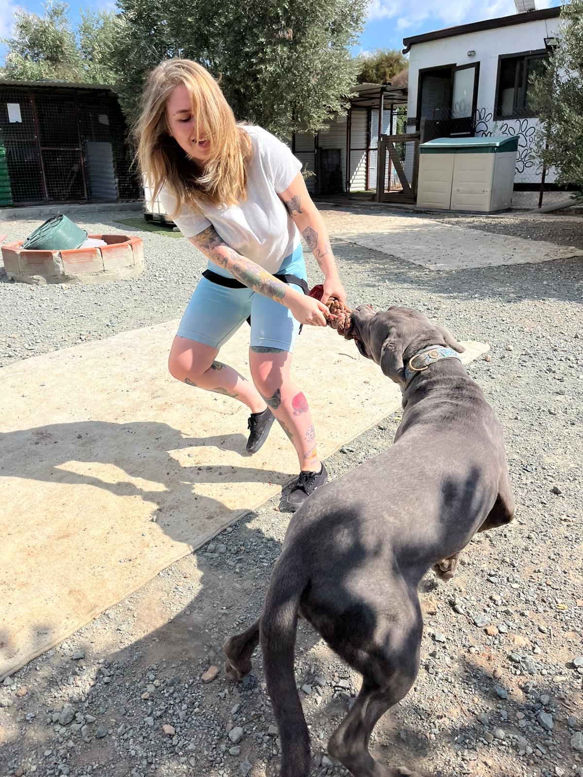 Woman plays with large grey dog