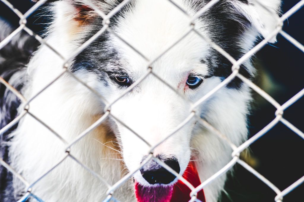 Do Animal Shelters Enable Complacency?
