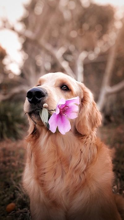 Golden retriever holding pink flower in mouth