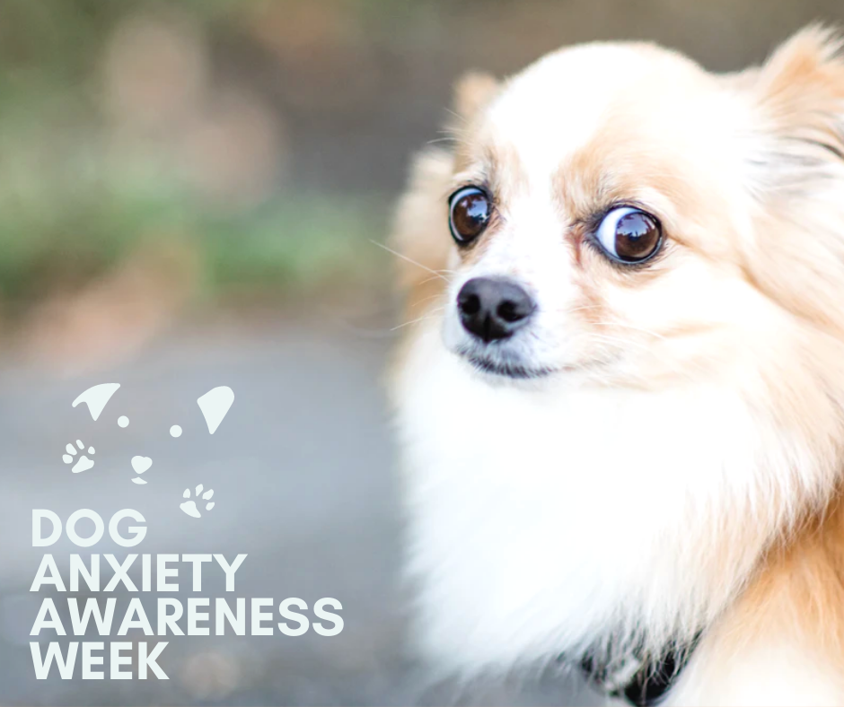 Dog Anxiety Awareness Week