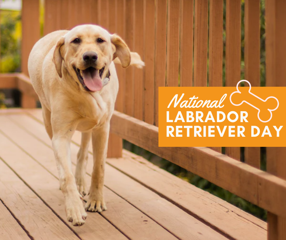 National Labrador Retriever Day