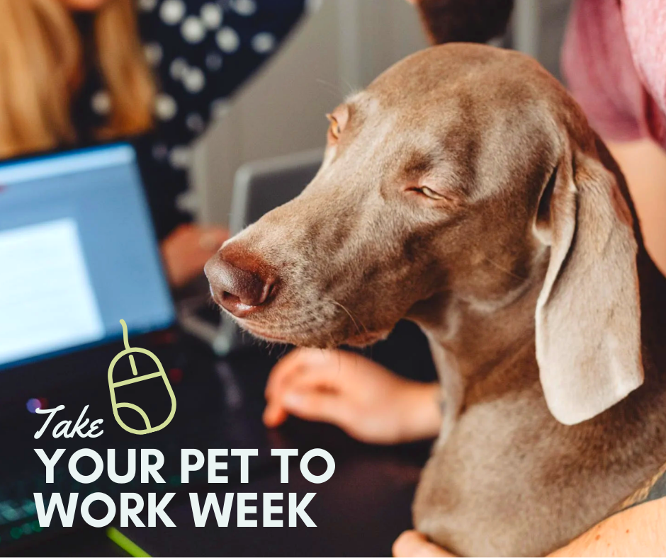 Take Your Pet to Work Week
