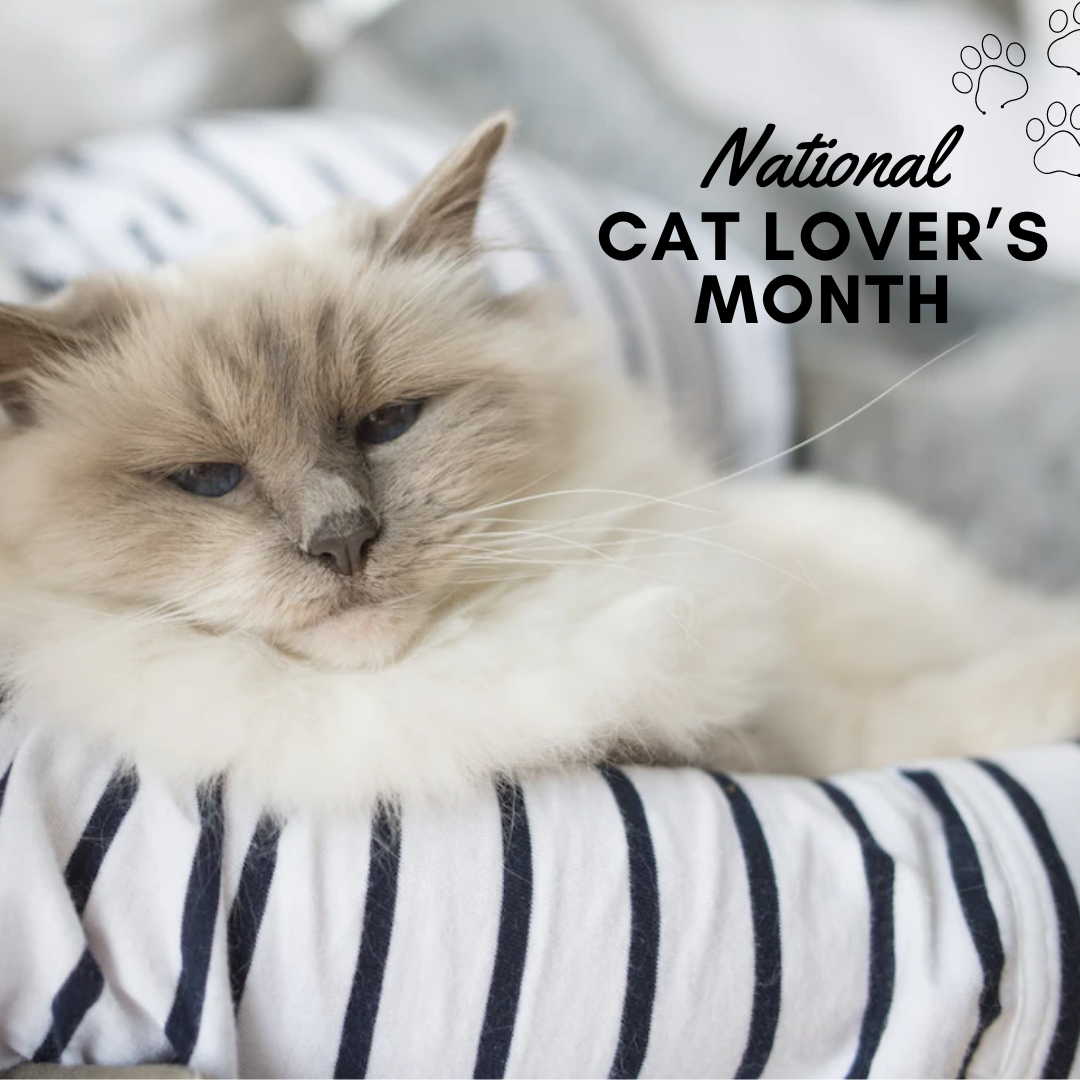 National Cat Lover's Month