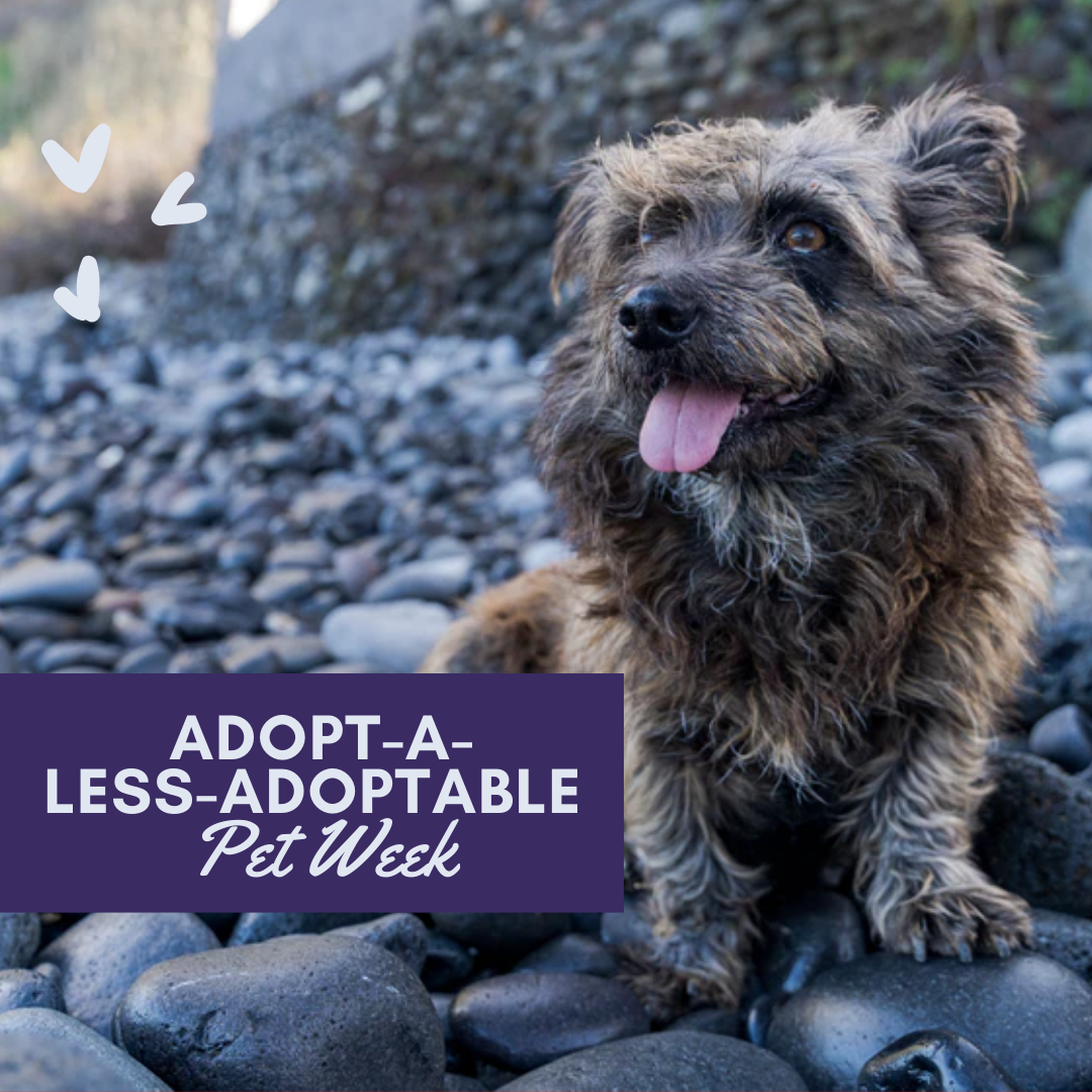 AdoptaLessAdoptable Pet Week