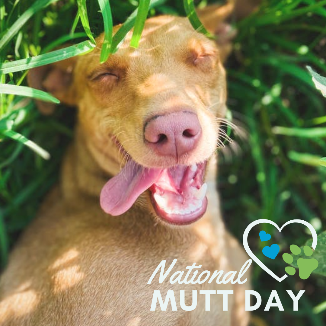 National Mutt Day Pics 2025 Pictures