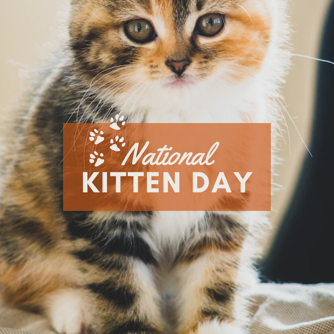 National Kitten Day
