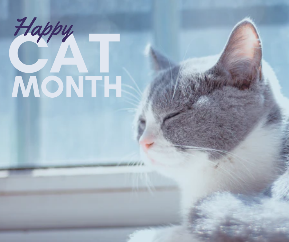 Happy Cat Month
