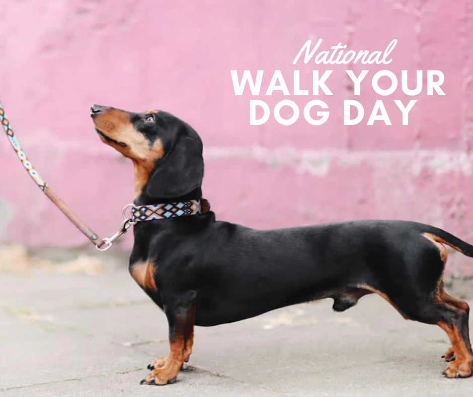 National Walk Your Dog Day