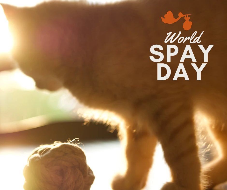 World Spay Day