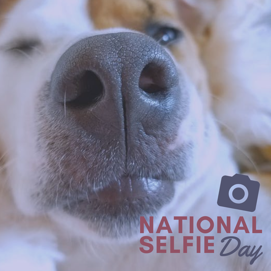 National Selfie Day