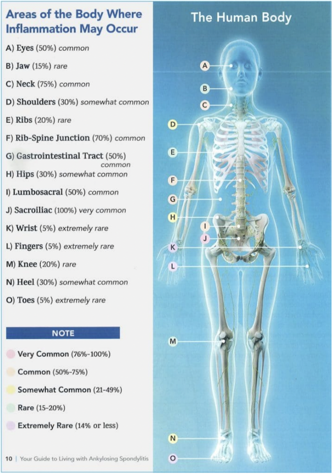 Labelled human skeletal body 